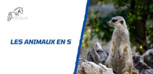 Lire la suite à propos de l’article Les animaux en S: la liste complète et détaillée