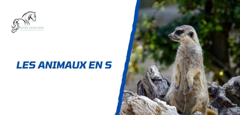 animaux en s