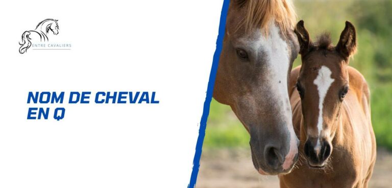 nom de cheval en q
