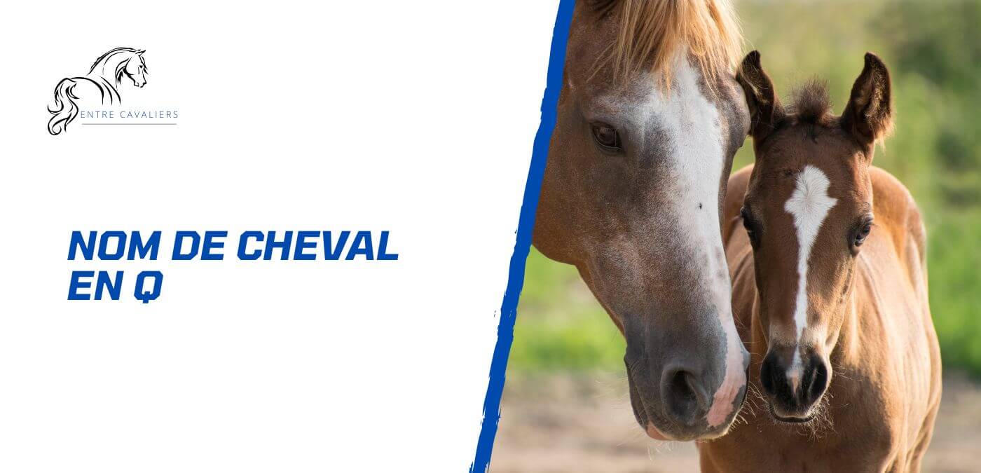 nom de cheval en q