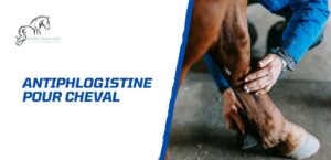 Lire la suite à propos de l’article Antiphlogistine pour cheval: pourquoi et comment l&rsquo;utiliser efficacement?