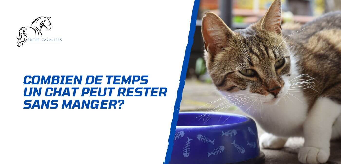 combien de temps un chat peut rester sans manger
