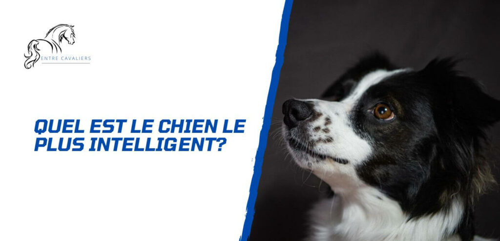 quel est le chien le plus intelligent