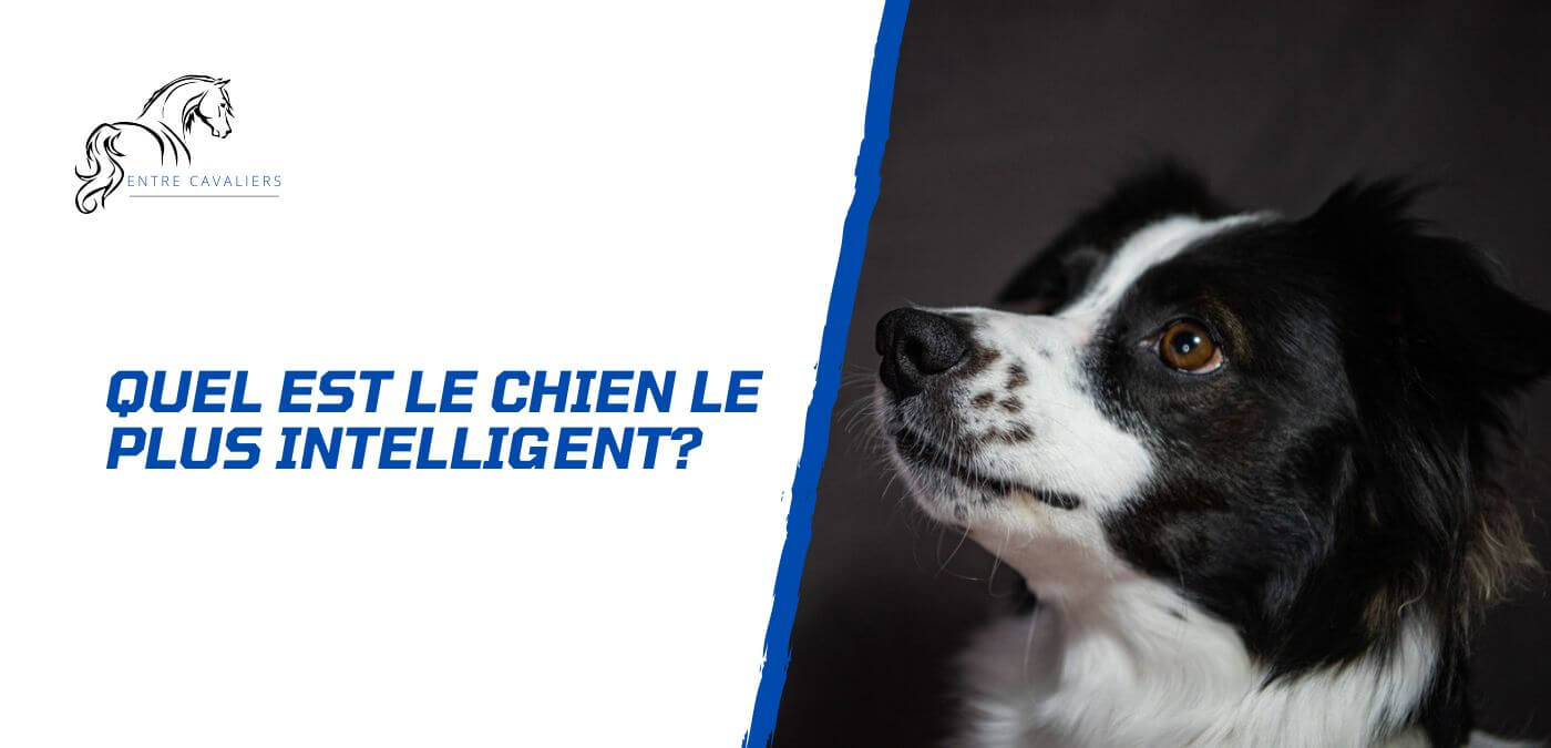 quel est le chien le plus intelligent