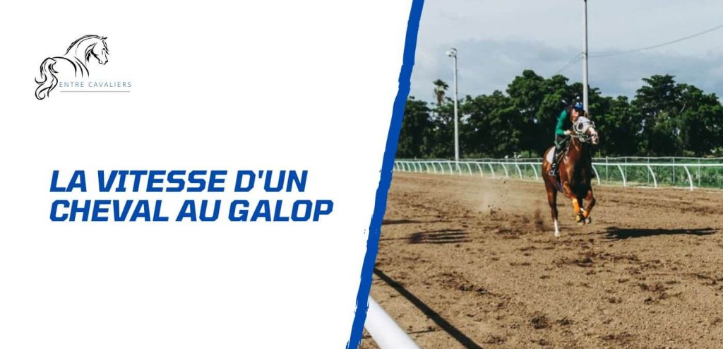 vitesse cheval au galop