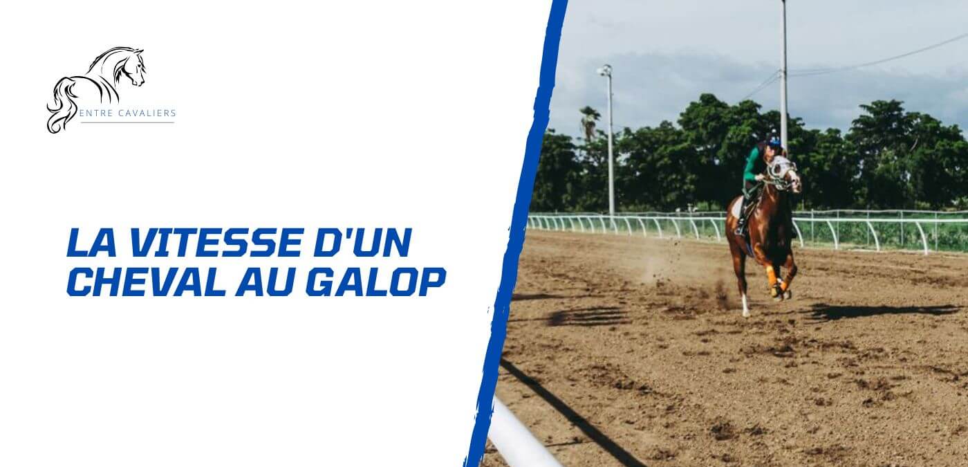 vitesse cheval au galop