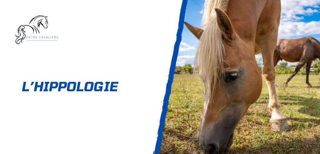 hippologie